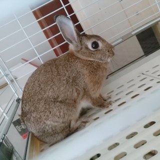 ネザーランドドワーフ*里親募集