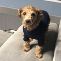 1歳5ヵ月 チワプー MIX犬の男の子