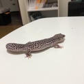 レオパ ゴマシオとハイイエロー