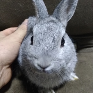 可愛い子ウサギ