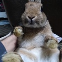 可愛い子ウサギ