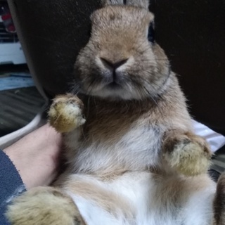 可愛い子ウサギ
