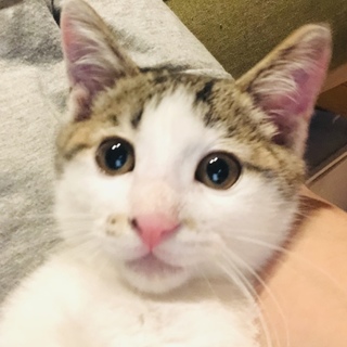 超元気で抱っこと猫大好きハッちゃん。3ケ月オス