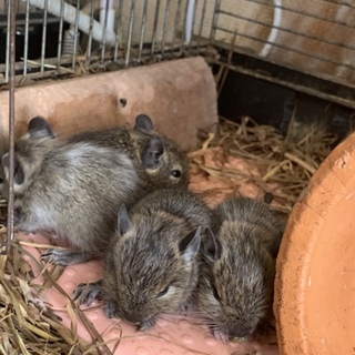 デグー里親募集