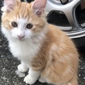 子猫ちゃんの里親さんを募集しています☆