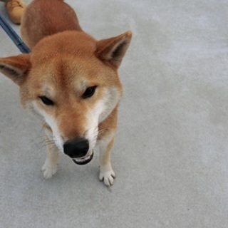 保護犬です。仲介