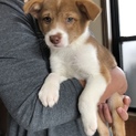 中型MIXの仔犬 小太郎くん
