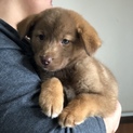 中型MIXの仔犬 浅季（あさき）ちゃん