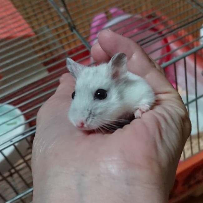 菜種のカバー写真