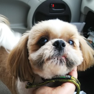 おやつ大好き！元気で可愛いおじいちゃんシーズー