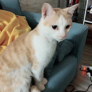 人懐っこい猫ちゃんです!!!