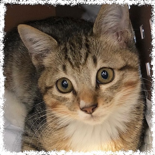 性格◎人大好き♪一匹飼いで！タレ目のキジ白♂