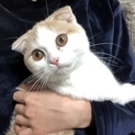 スコティッシュの里親募集