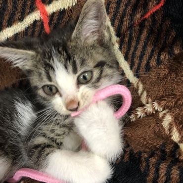 おもちゃが怖くてヒモが好きです。