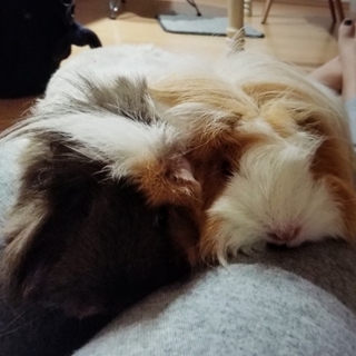 ペルビアンandアビシニアンモルモットメス2匹! 