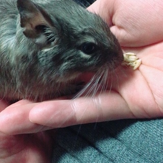 デグーマウス[メス]親子2匹の里親募集