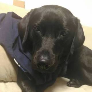 【急募】やんちゃな黒ラブの小福（こふく）です。