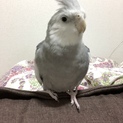 オカメインコ ホワイトフェイス 男の子