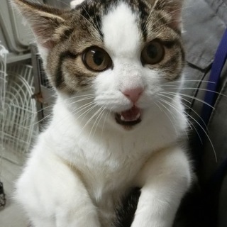 【助けて下さい❗️】迷子のキジ白ちゃんです！
