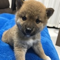 柴犬 1ヶ月半 里親募集