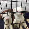 里親募集です！