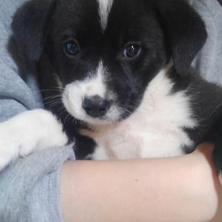 仮名　ぼすおくん 里親様決定！