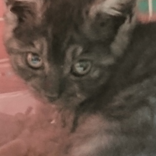 ありがとうございました！