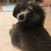 ライチ