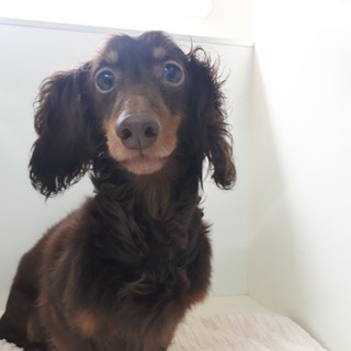 小ぶりなダックス男の子