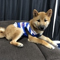 柴犬9ヶ月