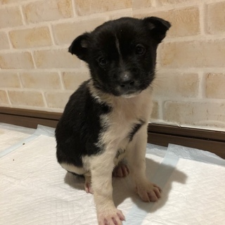 緊急です！可愛い子犬たちを助けて下さい。女の子