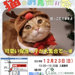 ねこのお見合い会