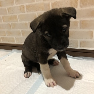 緊急です！可愛い子犬たちを助けて下さい。男の子