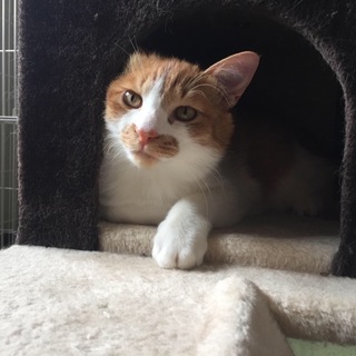 愛嬌のあるぶさ可愛い猫です。