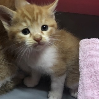 生後約1ヶ月  茶白の女の子