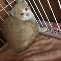 生後約2ヶ月 ふわふわ茶白の男の子 蘭丸くん