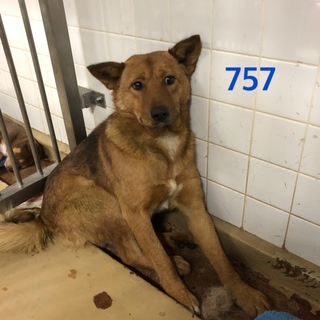 里親決定しました。