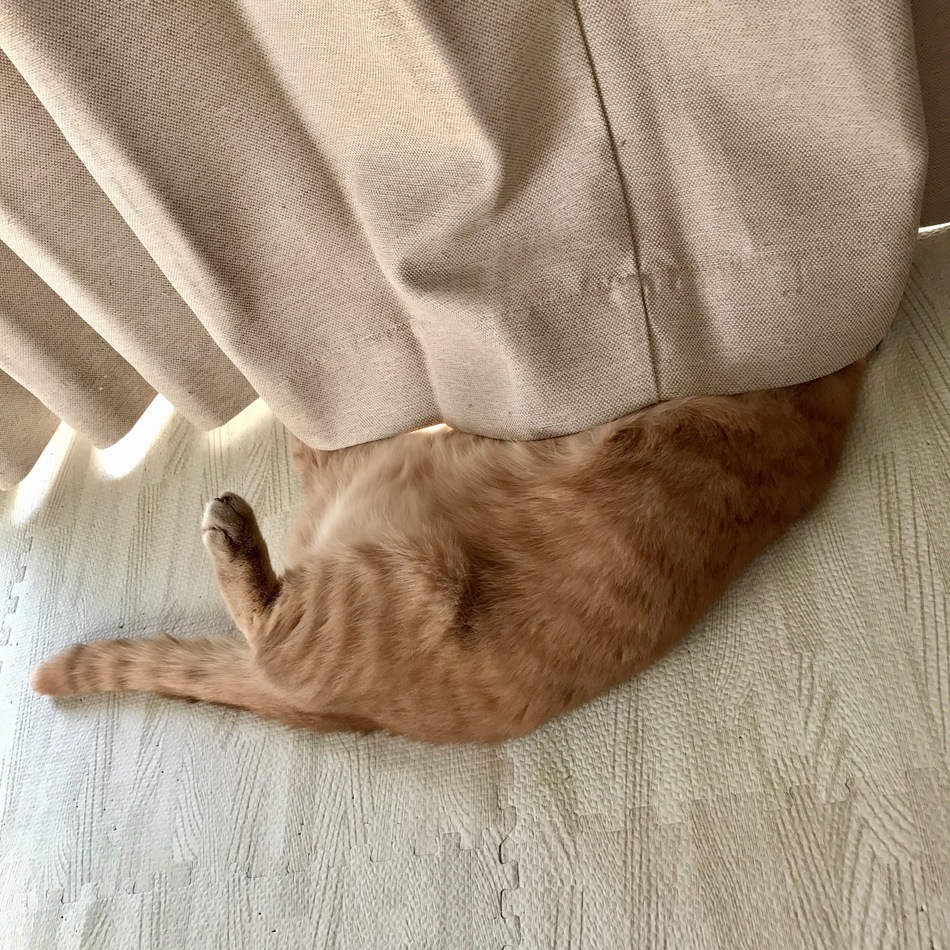 テオのカバー写真