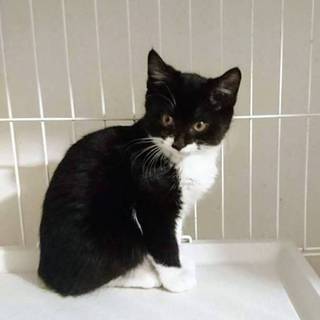 【コメダ】おかげ様で里親様が決まりました！