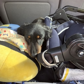 吠えない大人しい子です。