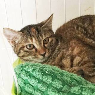 【スタバ】おかげ様で里親様が決まりました！