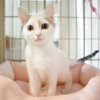 【たま】おかげ様で里親様が決まりました！