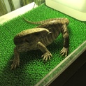 サバンナモニター