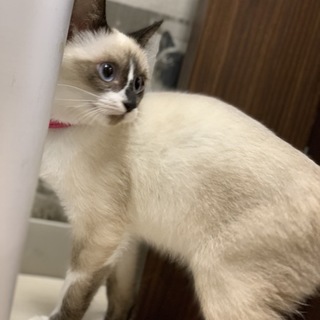 可愛いタヌキ柄！シャムミックス