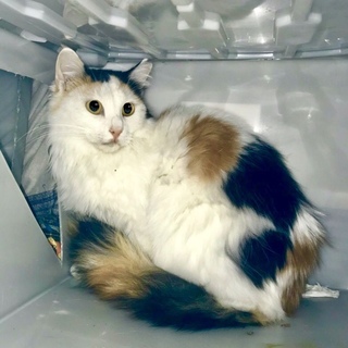 シャイでオシャレな三毛の長毛、アリシアちゃん