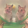 ゴールデンハムスターのこどもの里親さん募集 サムネイル6