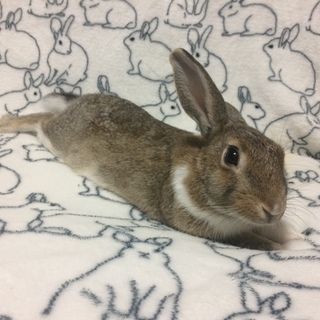 【トライアル決定】セイちゃん