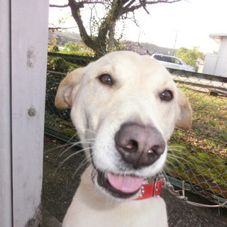 譲渡されたそうです！！