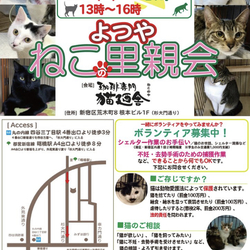 四ツ谷 猫廼舎（ねこのや）夜のねこの里親会