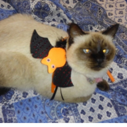 「久留米市/シャム系♀探してます 転載希望」サムネイル1